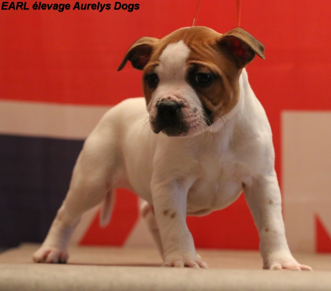 Publication : Aurely's Dogs Auteur : EARL élevage Aurelys Dogs