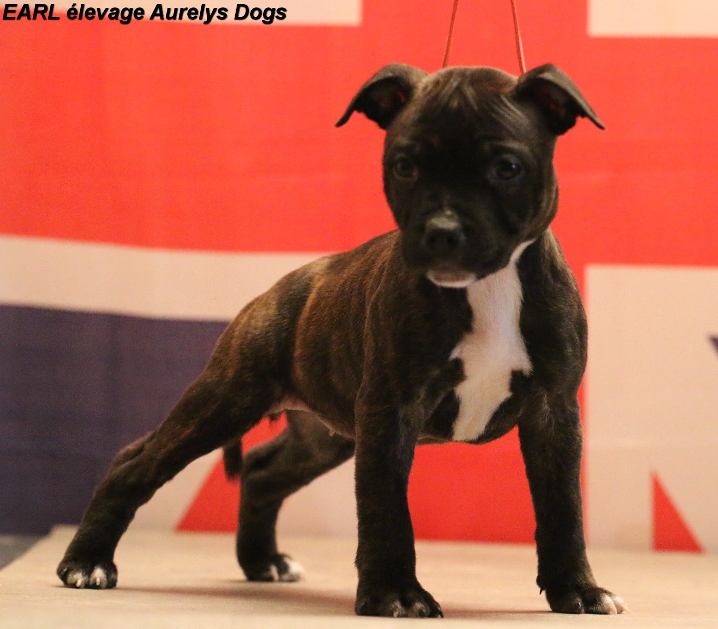 Publication : Aurely's Dogs Auteur : EARL élevage Aurelys Dogs