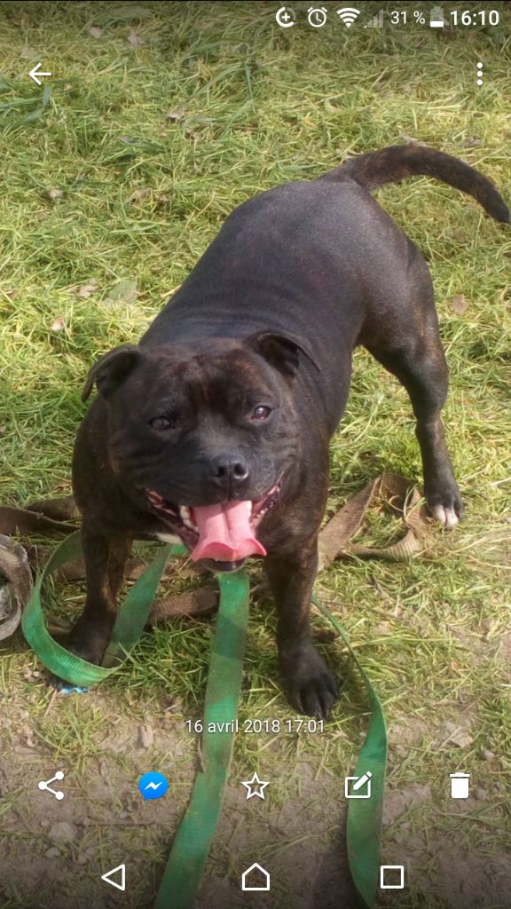 Publication : Du Royaume De Baby Dog