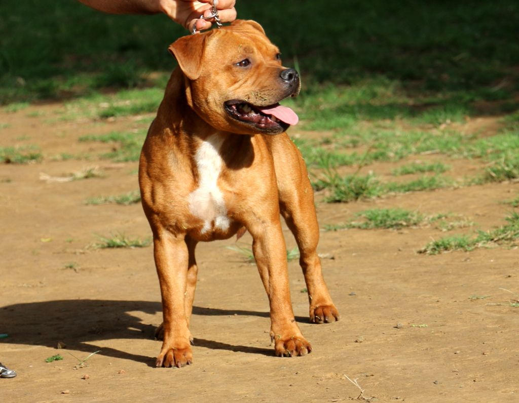 Publication : Des terres du sud sauvage Auteur : Mickael Potin