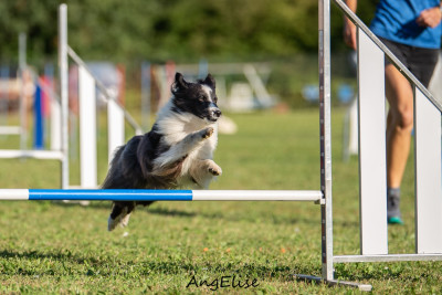 Étalon Shetland Sheepdog - Ness du Monde de Justine