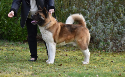 Étalon Akita americain - CH. Some like it hot (romeo) mamoru