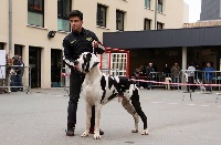 Étalon Dogue allemand - luizador Admiral