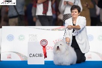 Étalon Coton de Tulear - Ntm dit joey Du haut marais