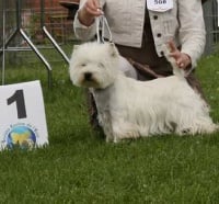 Étalon West Highland White Terrier - Hatchi de la dame aux loups