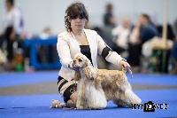 Étalon American Cocker Spaniel - CH. Kay Hina No more mister nice guy