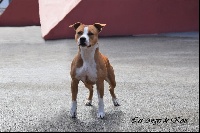Étalon American Staffordshire Terrier - Mysterious scarlet Des Anges De Kent