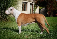 Étalon American Staffordshire Terrier - altifron's Tedax