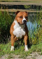 Étalon American Staffordshire Terrier - CH. Vinitouta Minos dios
