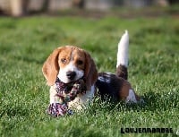 Étalon Beagle - Maia De Loujennandre