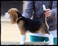 Étalon Beagle - Nancy'sky De Loujennandre