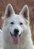 Étalon Berger Blanc Suisse - Louve Du domaine de la combe noire