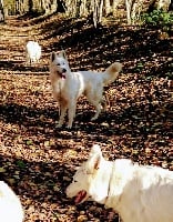 Étalon Berger Blanc Suisse - Mambo du petit Duc Victoria