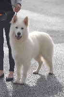 Étalon Berger Blanc Suisse - Nuwanda des écrins de Sirius