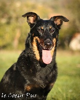 Étalon Berger de Beauce - Urepel Subeltz Beaucerones