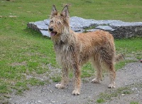 Étalon Berger de Picardie - CH. Eki de de la Vallée du Mouton