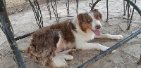 Étalon Border Collie - Gentiane d'Entre Vallée Loue Lison