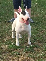 Étalon Bull Terrier Miniature - Annabelle Von der scherau