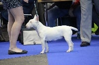 Étalon Bull Terrier Miniature - Oréo choc Des Montagnes Du Kurdistan