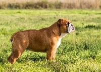 Étalon Bulldog Anglais - Olga Of Feeling Good Bulldogs