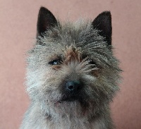 Étalon Cairn Terrier - Isora des hirondelles du voyage