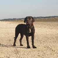 Étalon Cane Corso - Maeva De la molosseraie des terres antiques