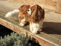 Étalon Cavalier King Charles Spaniel - Maxwell smart des Jardins de Bagatelle