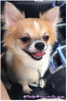 Étalon Chihuahua - Elf buddy christmas-pl Dei Bordigotti