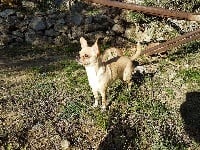 Étalon Chihuahua - Madison De la catllannaise