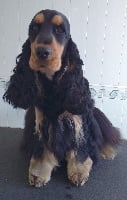 Étalon Cocker Spaniel Anglais - Nelson Of merrily