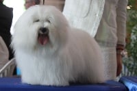 Étalon Coton de Tulear - Nickie Du haut marais