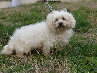 Étalon Coton de Tulear - Hyoury Du Prince Des Rhodes