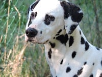 Étalon Dalmatien - Gavroche De l'eden for ever