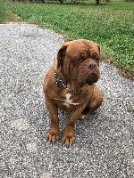 Étalon Dogue de Bordeaux - Leïka De La Tour Des Angelots