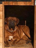 Étalon Dogue de Bordeaux - Nickita black De l'Empire d'Idefix