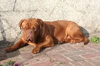 Étalon Dogue de Bordeaux - Mademoiselle joy Des Prairies De Voxulacos