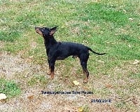 Étalon English Toy Terrier - twowayshouse Tom pouss