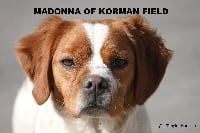 Étalon Epagneul Breton - Madona of korman field