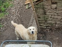 Étalon Golden Retriever - Mayron Du void de la bure