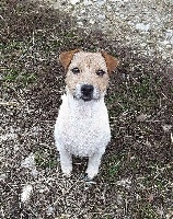 Étalon Jack Russell Terrier - Lili (Sans Affixe)