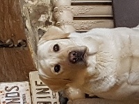 Étalon Labrador Retriever - Joya Du Colombier Aux Ormes