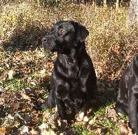 Étalon Labrador Retriever - Look at me de Chantemelse