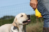 Étalon Labrador Retriever - Nana Des bories de yakoubia