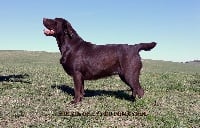 Étalon Labrador Retriever - Mikkie of lys Du Pomayrol