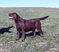 Étalon Labrador Retriever - Louve of lys Du Pomayrol