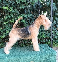 Étalon Lakeland Terrier - Slicey Girl from ipanema