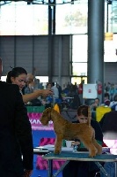 Étalon Lakeland Terrier - CH. Slicey Mystique