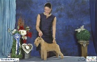 Étalon Lakeland Terrier - CH. Slicey Moon river