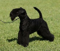 Étalon Lakeland Terrier - CH. Slicey Black jack
