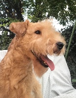 Étalon Lakeland Terrier - Slicey Blaze of glory